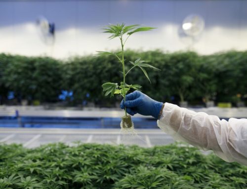 Cannabis tax relief is here, for some